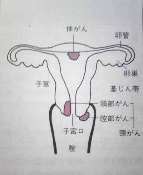 子宮